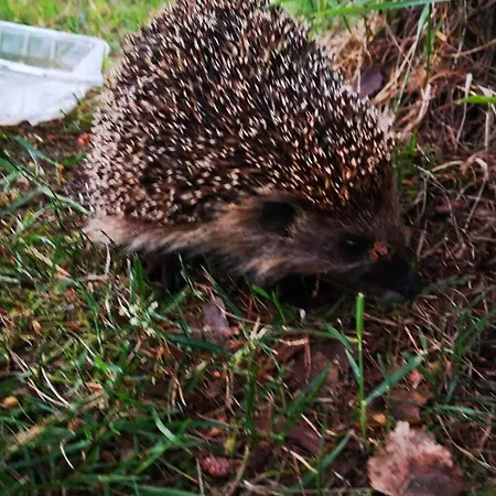 U Justyny Willa Zalakowo