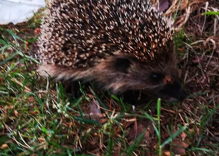 U Justyny Willa Zalakowo